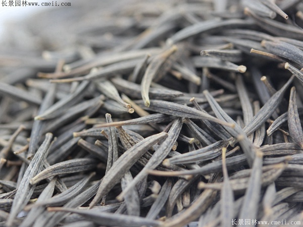 波斯菊種子圖片 波斯菊種子圖片