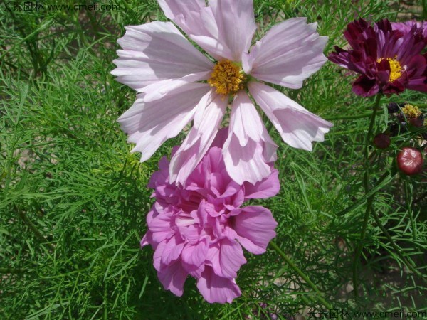 波斯菊種子發芽出苗開花圖片 波斯菊種子發芽出苗開花圖片