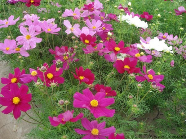 波斯菊種子發芽出苗開花圖片 波斯菊種子發芽出苗開花圖片