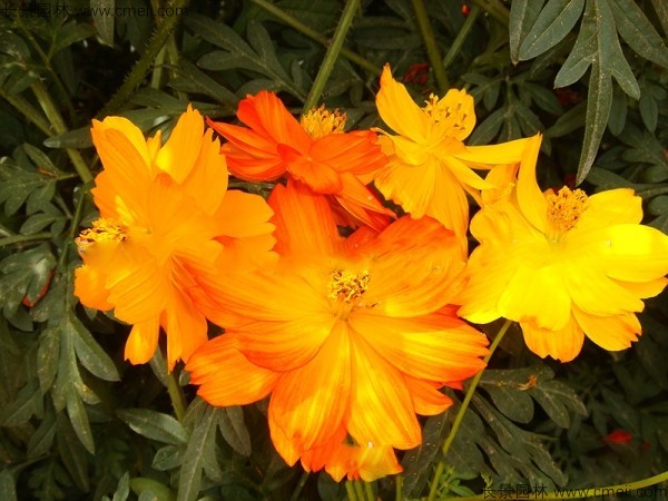 硫華菊種子發芽出苗圖片 硫華菊種子發芽出苗圖片