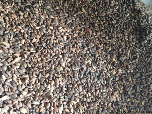 油松種子圖片 油松種子圖片