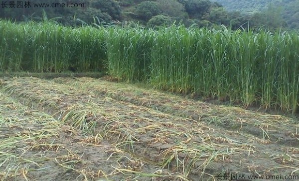象草種子發(fā)芽出苗圖片 象草種子發(fā)芽出苗圖片