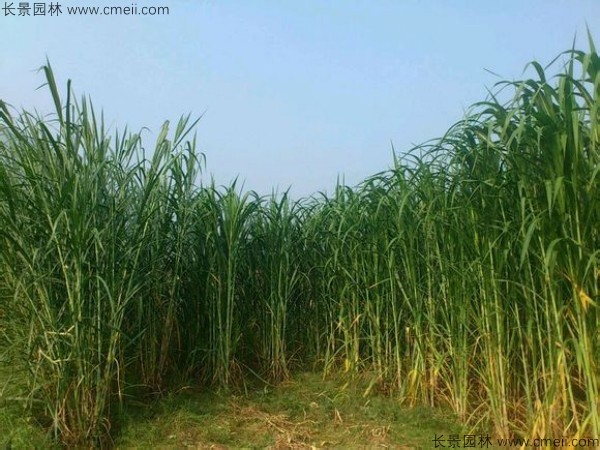 象草種子發(fā)芽出苗圖片 象草種子發(fā)芽出苗圖片