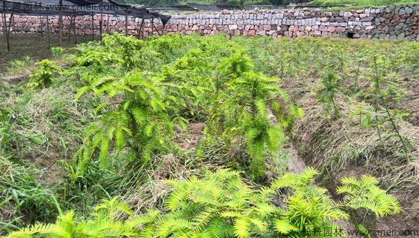 香榧種子發(fā)芽出苗圖片