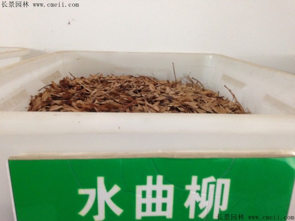 水曲柳種子圖片