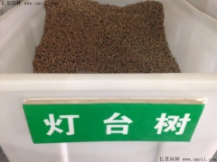 燈臺(tái)樹(shù)種子