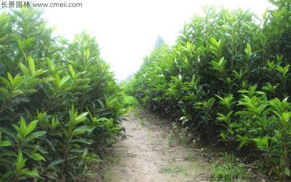 法國冬青種子發芽出苗圖片