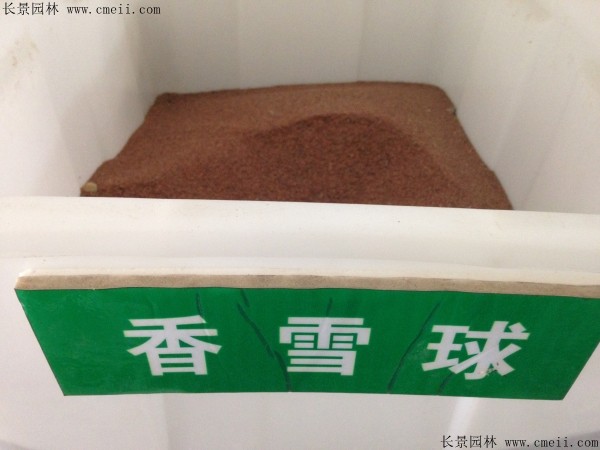 香雪球種子圖片 香雪球種子圖片