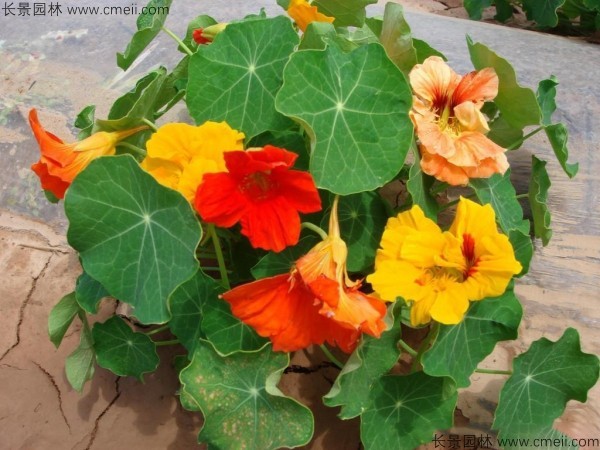 旱金蓮種子發(fā)芽出苗開(kāi)花圖片 旱金蓮種子發(fā)芽出苗開(kāi)花圖片