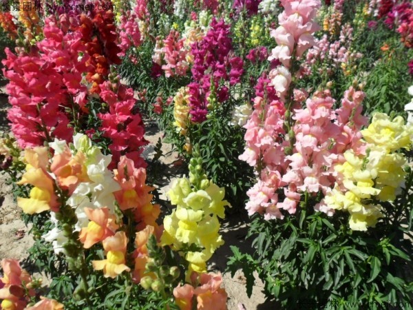 金魚草的花期有多長時(shí)間 金魚草的花期有多長時(shí)間