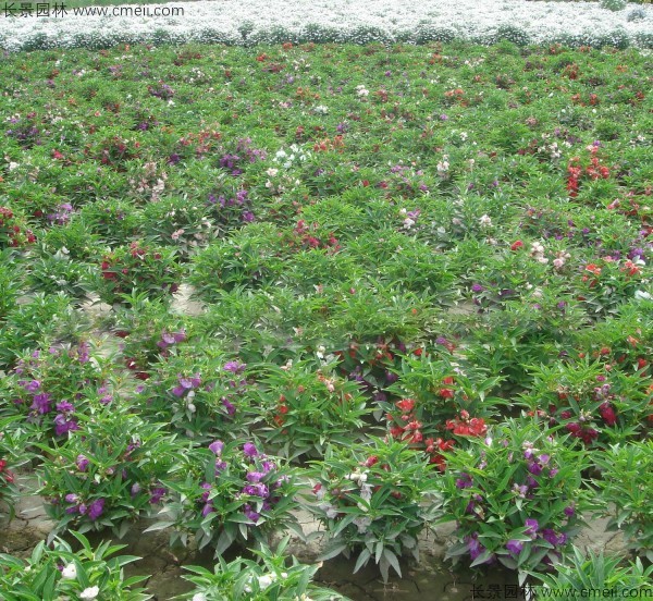 長春花種子發(fā)芽出苗開花圖片