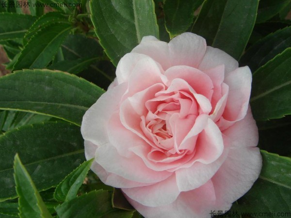 長春花種子發(fā)芽出苗開花圖片