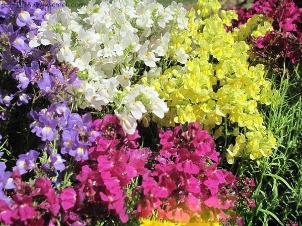 柳穿魚種子發(fā)芽出苗開花圖片 柳穿魚種子發(fā)芽出苗開花圖片