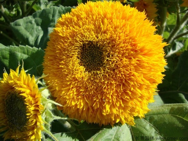 矮向日葵種子發芽出苗開花圖片 矮向日葵種子發芽出苗開花圖片