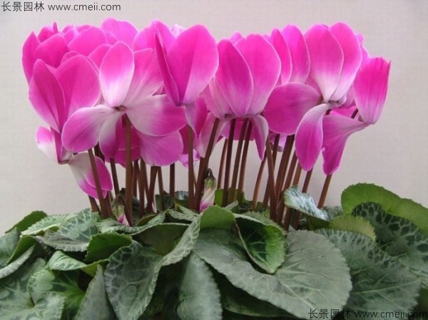 仙客來(lái)種子發(fā)芽出苗開花圖片