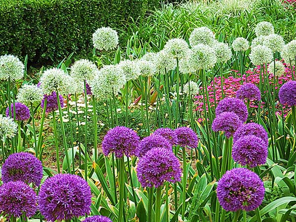 大絨球種子發芽出苗開花圖片