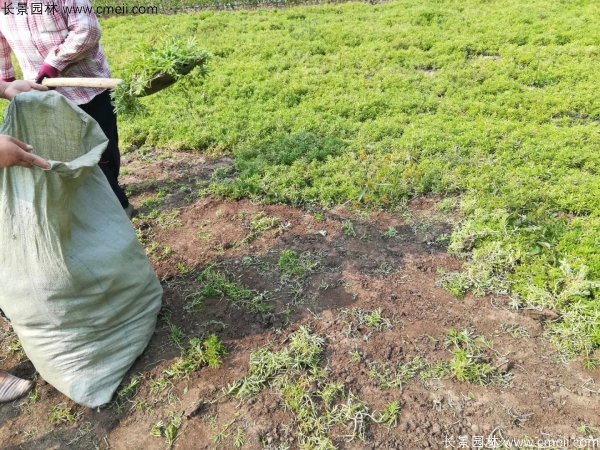 佛甲草起苗挖苗現場實拍圖片 佛甲草起苗挖苗現場實拍圖片