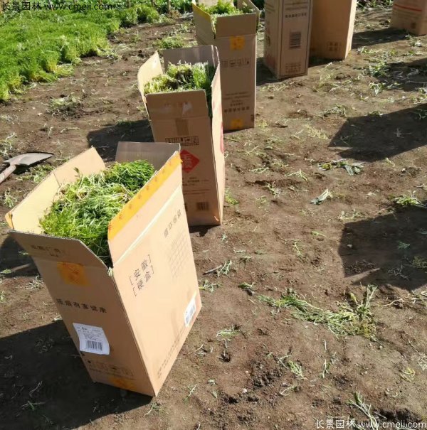 佛甲草發物流快遞裝箱包裝圖片 佛甲草發物流快遞裝箱包裝圖片