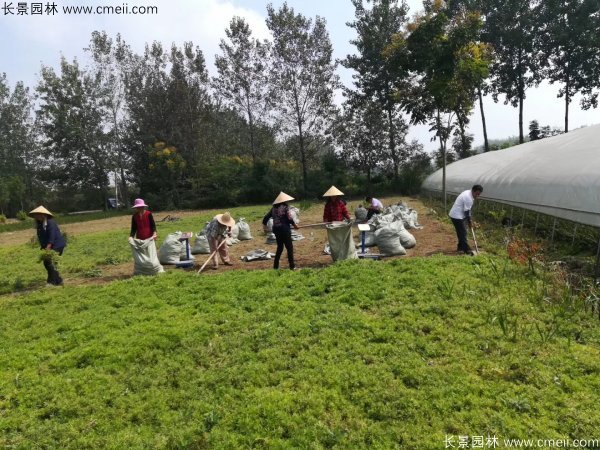 佛甲草起苗挖苗現場實拍圖片 佛甲草起苗挖苗現場實拍圖片