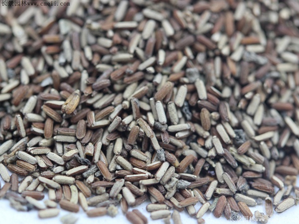 柳葉馬鞭草種子 柳葉馬鞭草種子