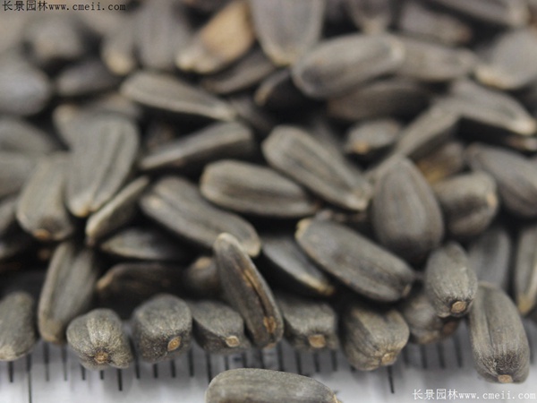 玩具熊向日葵種子 玩具熊向日葵種子