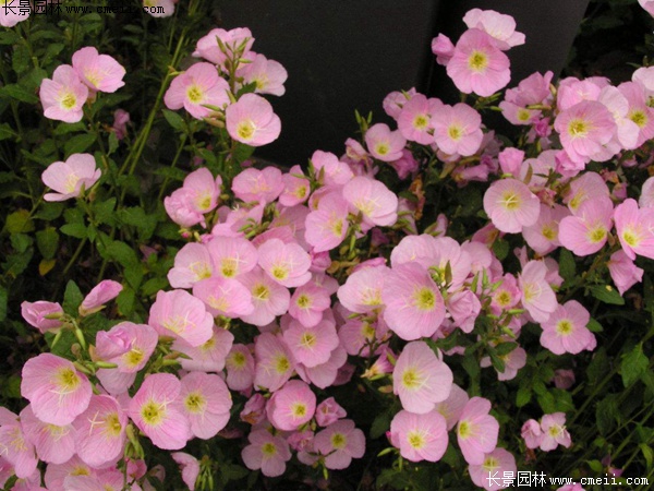 月見(jiàn)草 月見(jiàn)草