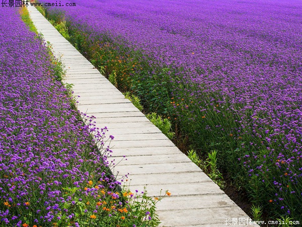 闊葉馬鞭草 闊葉馬鞭草