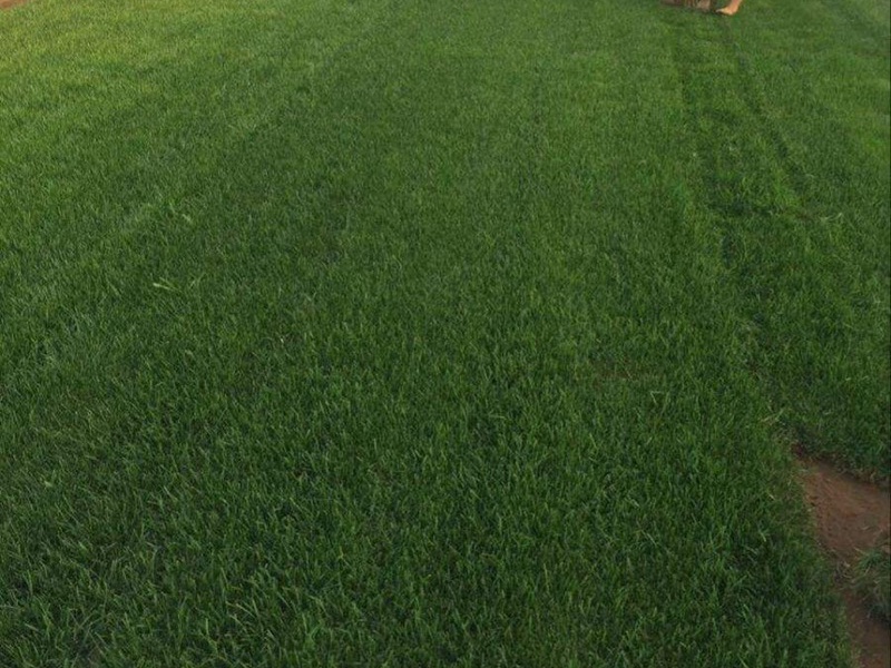 護坡高羊茅 護坡高羊茅