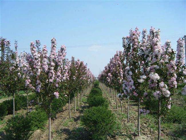 西府海棠 西府海棠
