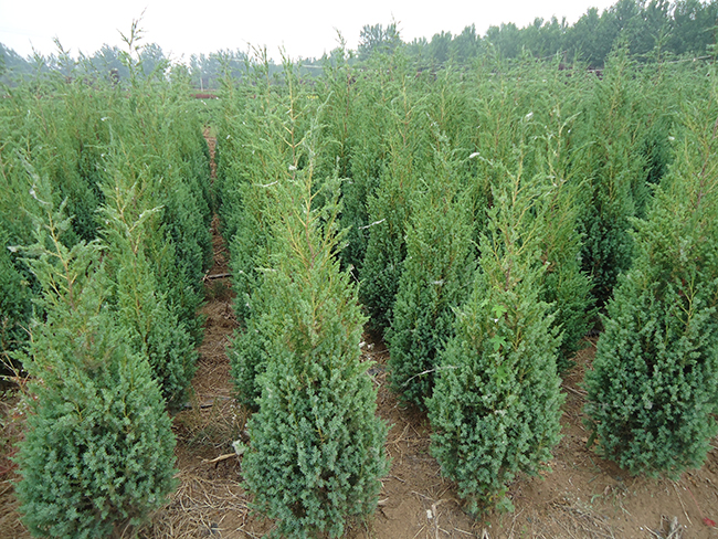 1634713837340083.jpg 20200310093403_8337.jpg