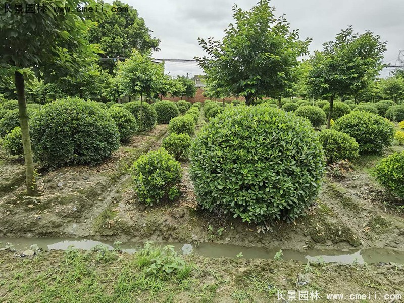 海桐球苗圃批發(fā)種植基地長景園林