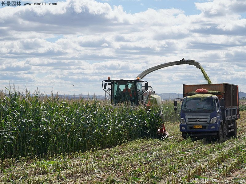 高產青貯牧草機器收割存儲 高產青貯牧草機器收割存儲