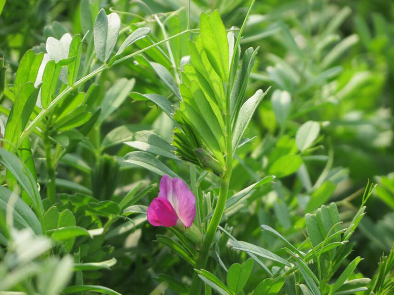 豆科固氮植物牧草箭筈豌豆耐寒耐旱 豆科固氮植物牧草箭筈豌豆耐寒耐旱