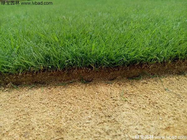 剪股穎草坪圖片