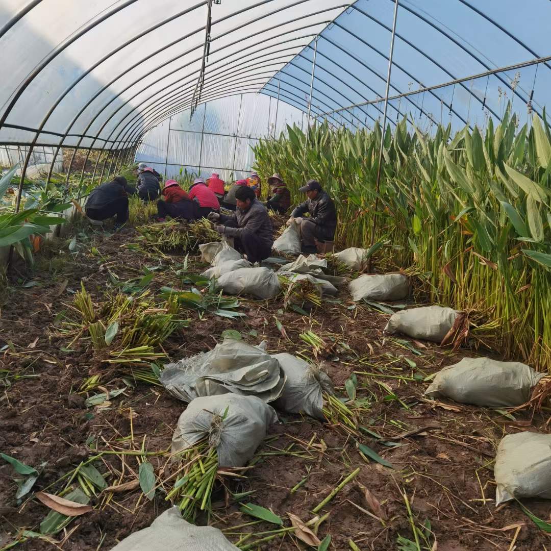 水生植物再力花袋苗盆栽容器苗 水生植物再力花袋苗盆栽容器苗