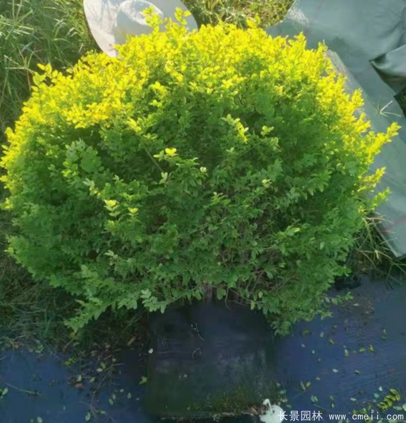 亮晶女貞球 亮晶女貞球