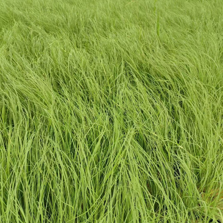 野牛草營養(yǎng)缽苗容器苗 野牛草營養(yǎng)缽苗容器苗