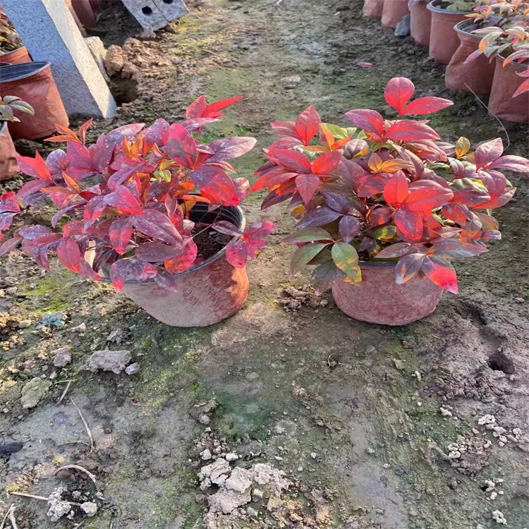 火焰南天竹 火焰南天竹