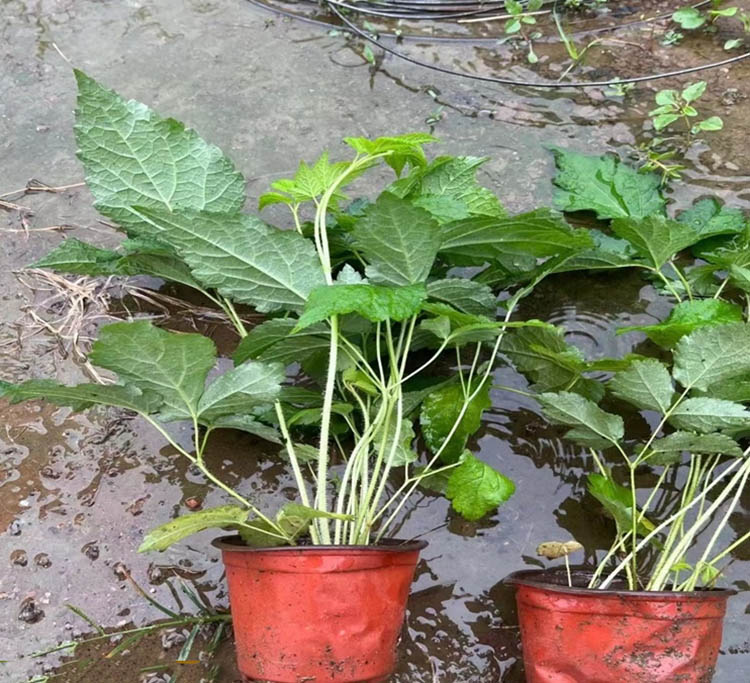 落新婦容器苗盆栽 落新婦容器苗盆栽