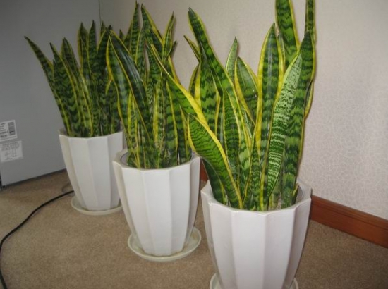 超好養活的虎皮蘭 超好養活的虎皮蘭