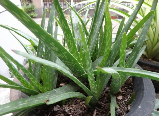 超好養活的蘆薈 超好養活的蘆薈