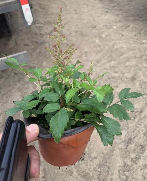 落新婦容器苗盆栽 落新婦容器苗盆栽