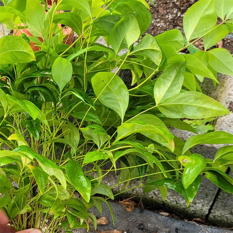 火焰南天竹 火焰南天竹